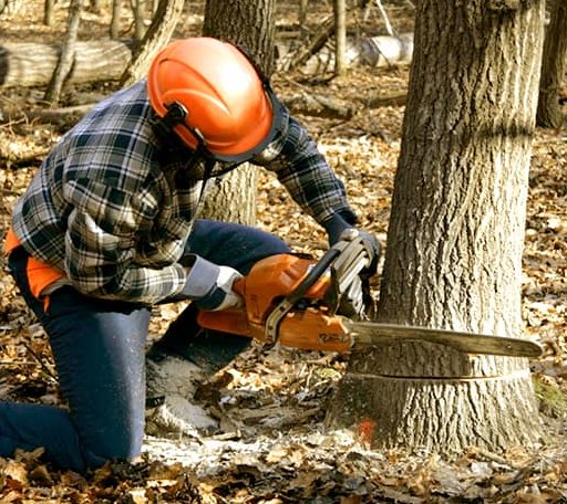 Tree Removal in Barryton, MI